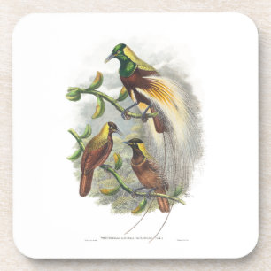  Cute birds Coaster