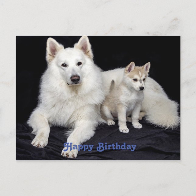 Cute Birthday greeting Dogs Postcard (Front)