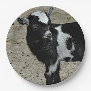 Cute Black and White Baby Goat Photo Paper Plate