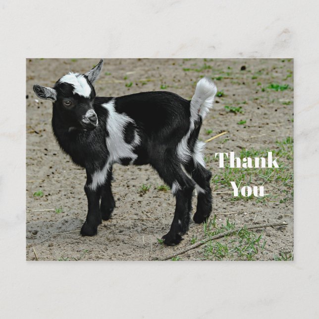 Cute Black and White Baby Goat Photo Thank You Postcard (Front)