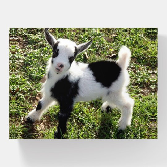 Cute Black And White Goat Kid Paperweight Zazzle Co Uk