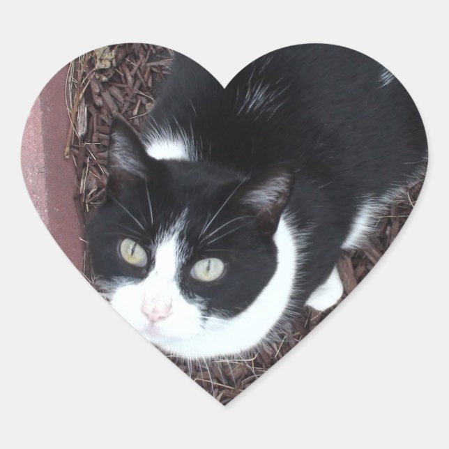 Cute Black and White Green Eyed Cat Stickers (Front)