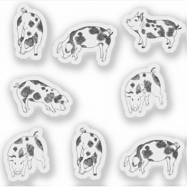 Cute black and white hand drawn pig with cow spots (Front)