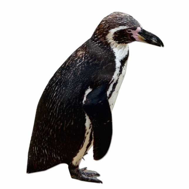 Cute Black and White Humboldt Penguin Sculpture Standing Photo Sculpture (Front)