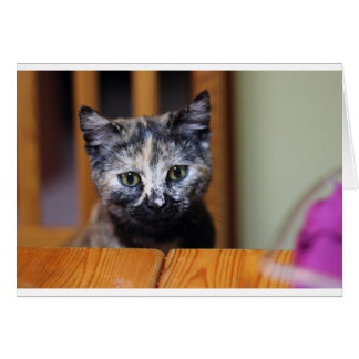 Cute Black and White Kitten