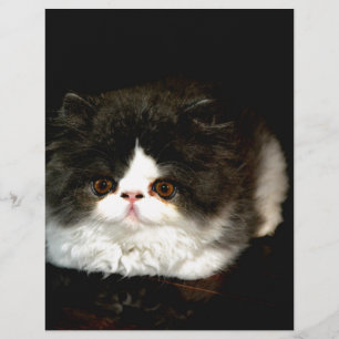 Cute Black and White Kitten cat pet 
