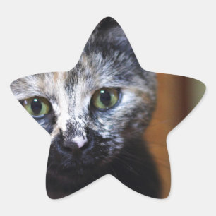 Cute Black and White Kitten Star Sticker