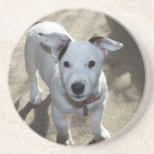 Cute Black And White Of Jack Russell Puppy Coaster