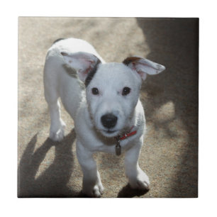 Cute Black And White Of Jack Russell Puppy Tile