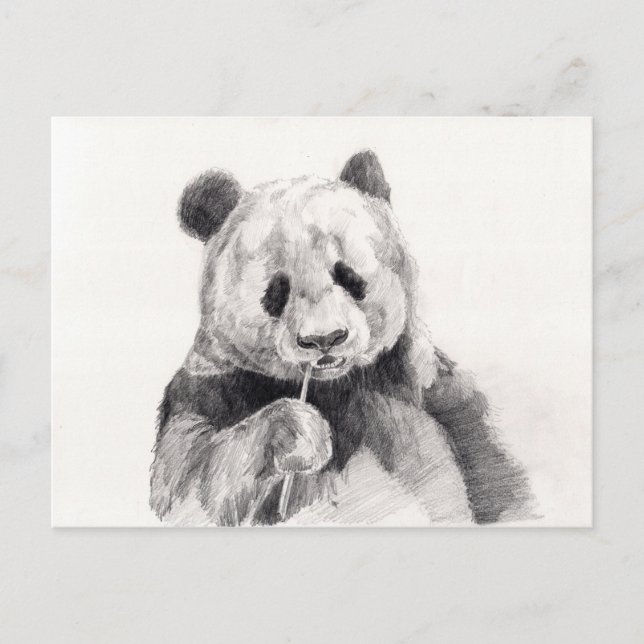 Cute Black and White Panda Illustration Postcard (Front)