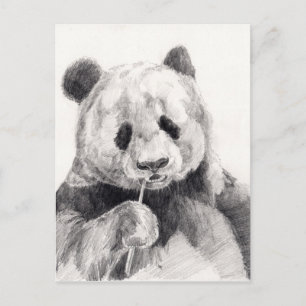 Cute Black and White Panda Illustration Postcard