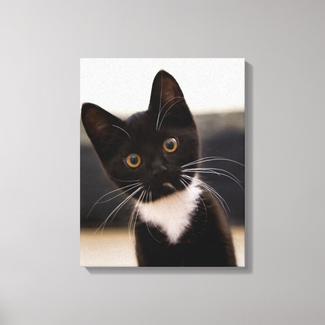 Cute Black And White Tuxedo Kitten Canvas Print (Front)