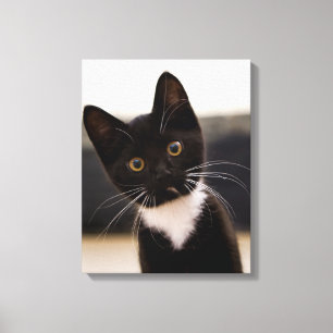 Cute Black And White Tuxedo Kitten Canvas Print