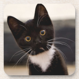 Cute Black And White Tuxedo Kitten Coaster
