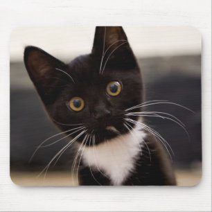 Cute Black And White Tuxedo Kitten Mouse Mat
