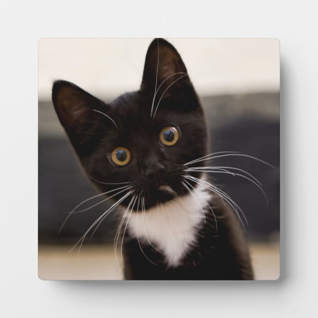 Cute Black And White Tuxedo Kitten Plaque (Front)