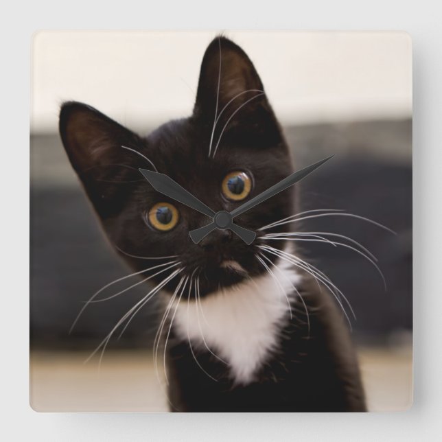 Cute Black And White Tuxedo Kitten Square Wall Clock (Front)