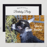 Cute Black Baby Goat Eating Hay Photo Birthday