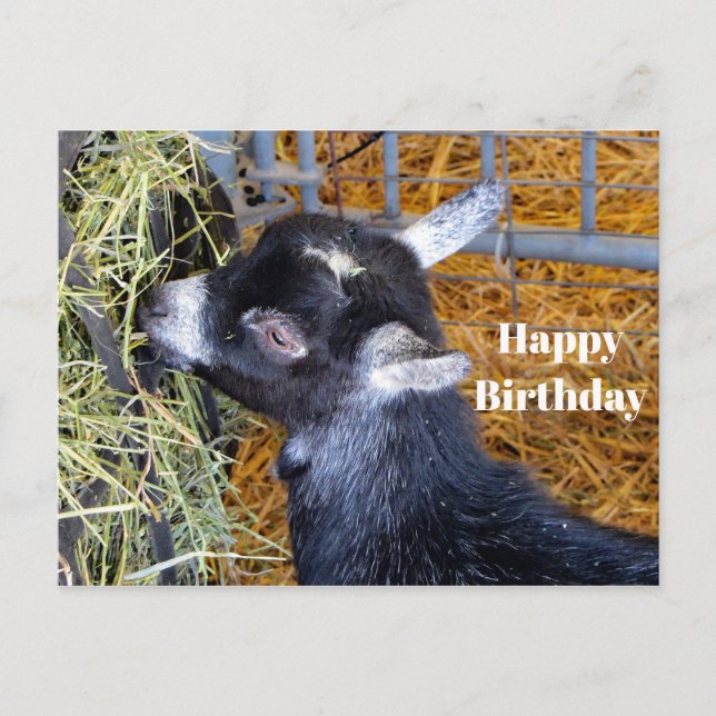 Cute Black Baby Goat Eating Hay Photo Birthday Postcard (Front)
