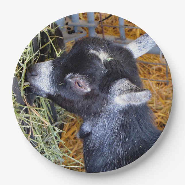 Cute Black Baby Goat Eating Hay Photo Paper Plate (Front)
