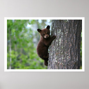 Cute Black Bear Cub Climbing a Tree Poster