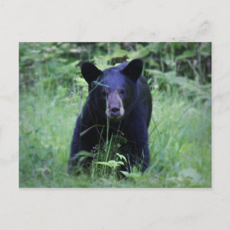 Cute Black Bear Cub Running In Green Grass Postcard