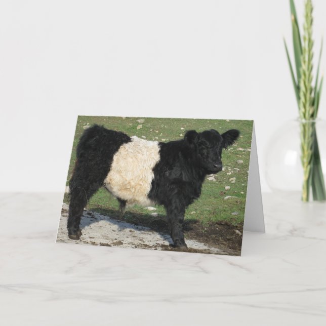 Cute Black Belted Galloway Calf Card (Front)
