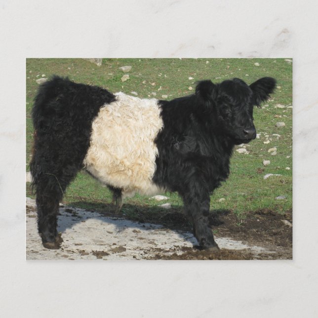 Cute Black Belted Galloway Calf Postcard (Front)