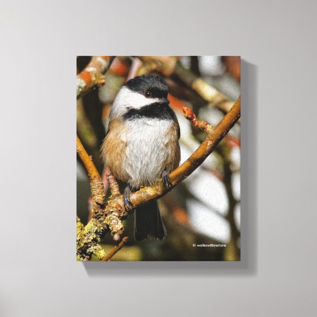 Cute Black-Capped Chickadee in the Tree Canvas Print (Front)