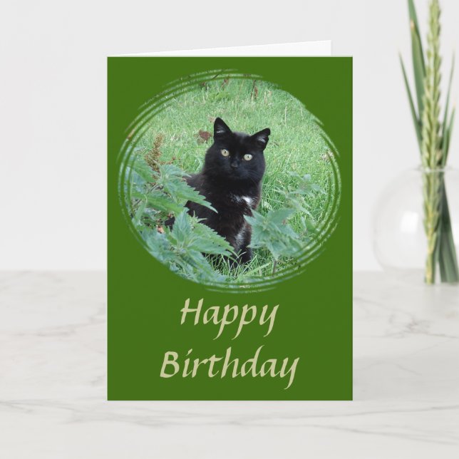 Cute Black Cat looking curious Birthday Card (Front)