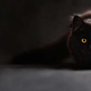 cute black cat lumbar cushion