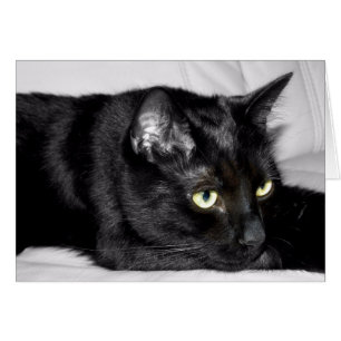 Cute Black Cat Portrait