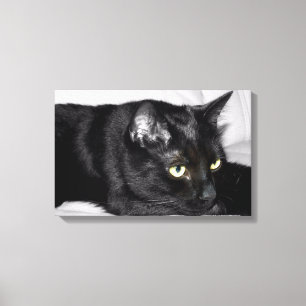 Cute Black Cat Portrait Canvas Print