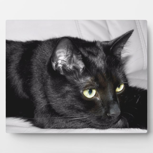 Cute Black Cat Portrait Plaque (Front)