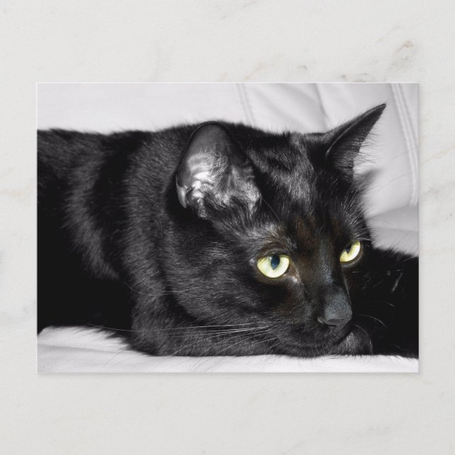Cute Black Cat Portrait Postcard (Front)