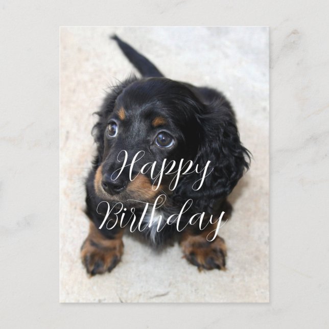 Cute black Dachshund Puppy Dog Birthday Postcard (Front)