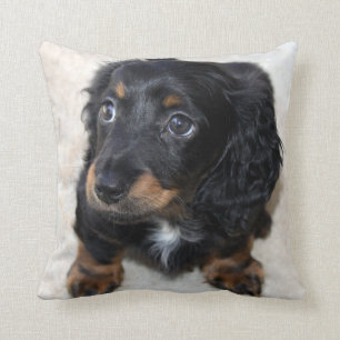 Cute black Dachshund Puppy Dog Cushion