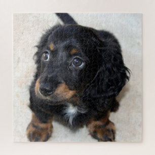 Cute black Dachshund Puppy Dog Jigsaw Puzzle