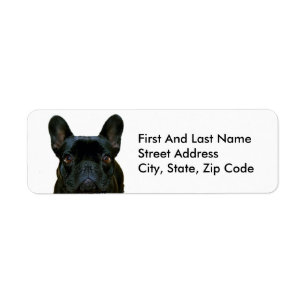 Cute Black French Bulldog Frenchie Photograph: