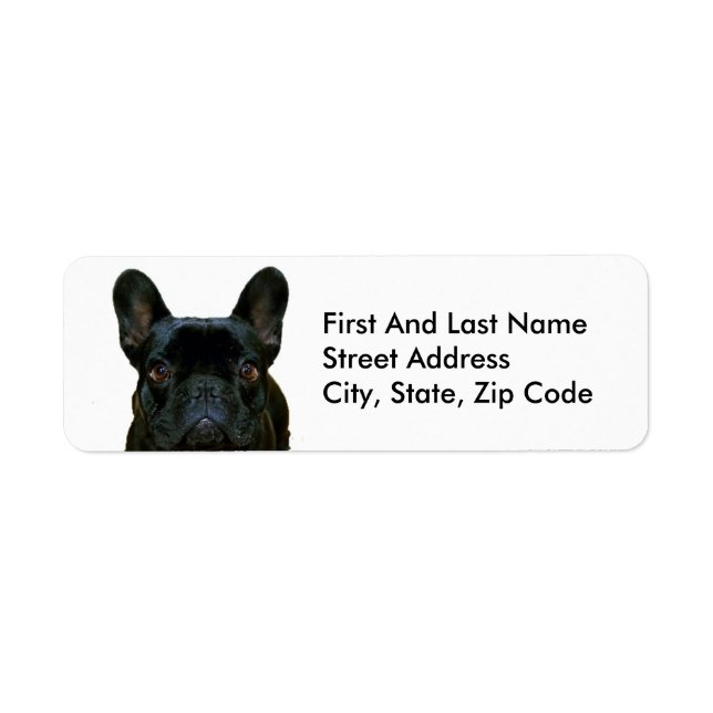 Cute Black French Bulldog Frenchie Photograph: (Front)