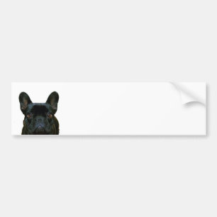 Cute Black French Bulldog Frenchie Photograph: Bumper Sticker