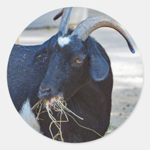 Cute Black Goat Photo Classic Round Sticker