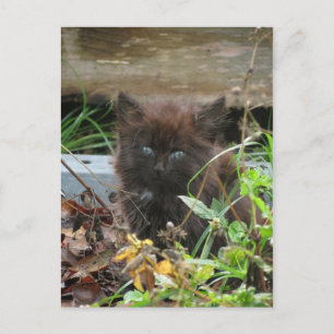 Cute black Kitten Postcard