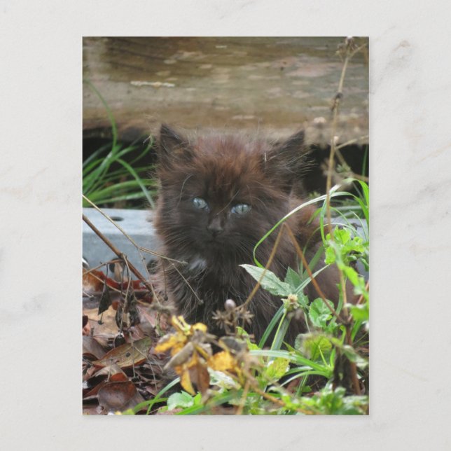 Cute black Kitten Postcard (Front)