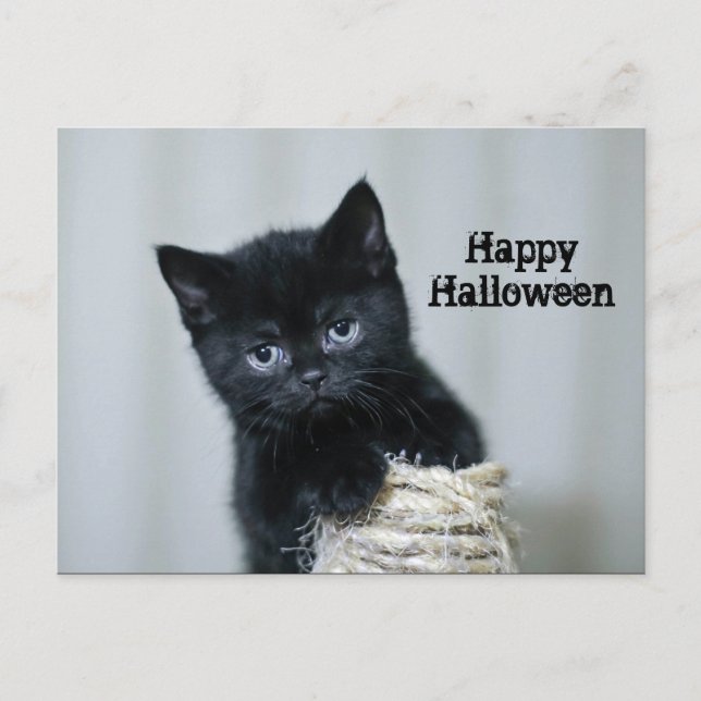 Cute Black Kitten Twine Photo Halloween Postcard (Front)