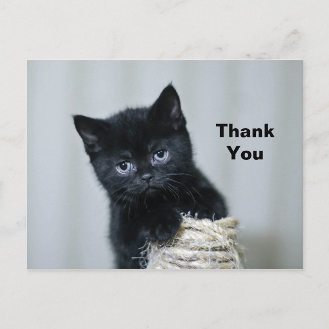 Cute Black Kitten Twine Photo Thank You Postcard (Front)