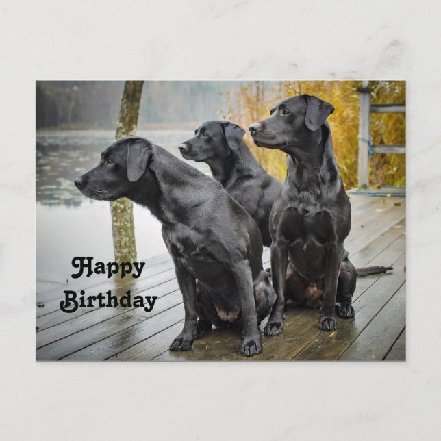 Cute Black Lab Dock Photo Birthday Postcard (Front)