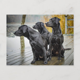 Cute Black Lab Dock Photo Postcard