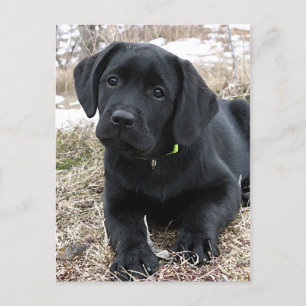 Cute Black Labrador Puppy - Happy Dog Black Lab Postcard