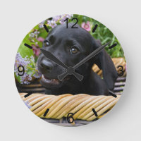Cute Black Labrador Retriever Dog Puppy dial-plate